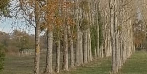 Bois de chauffage