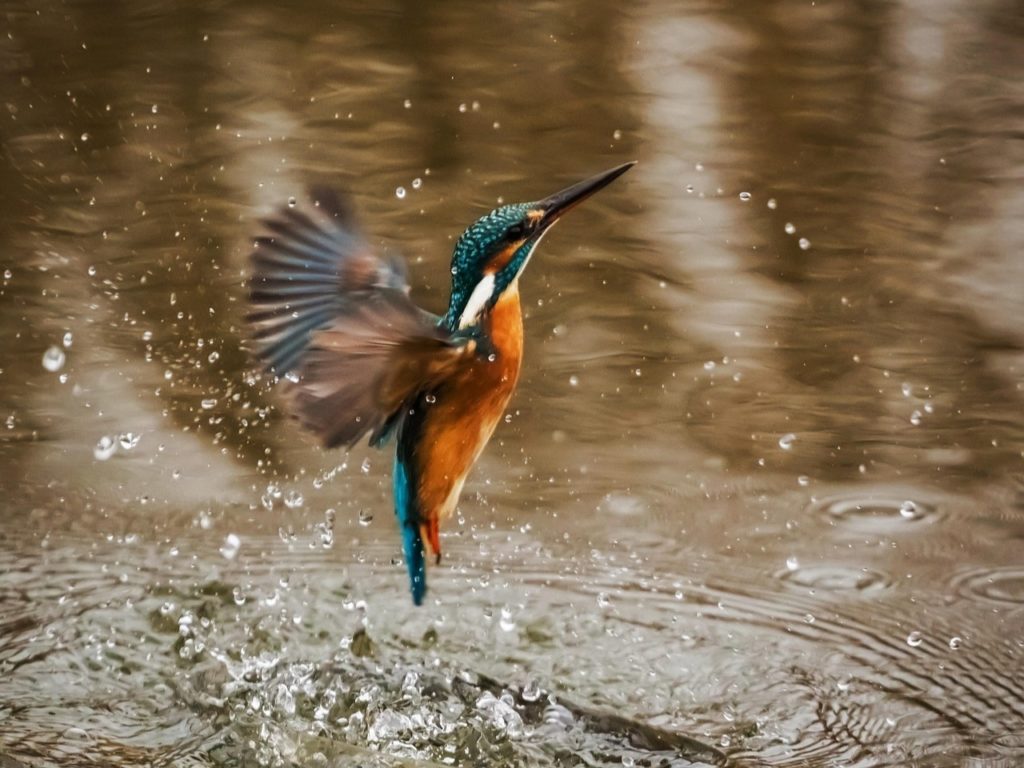 Martin-pêcheur