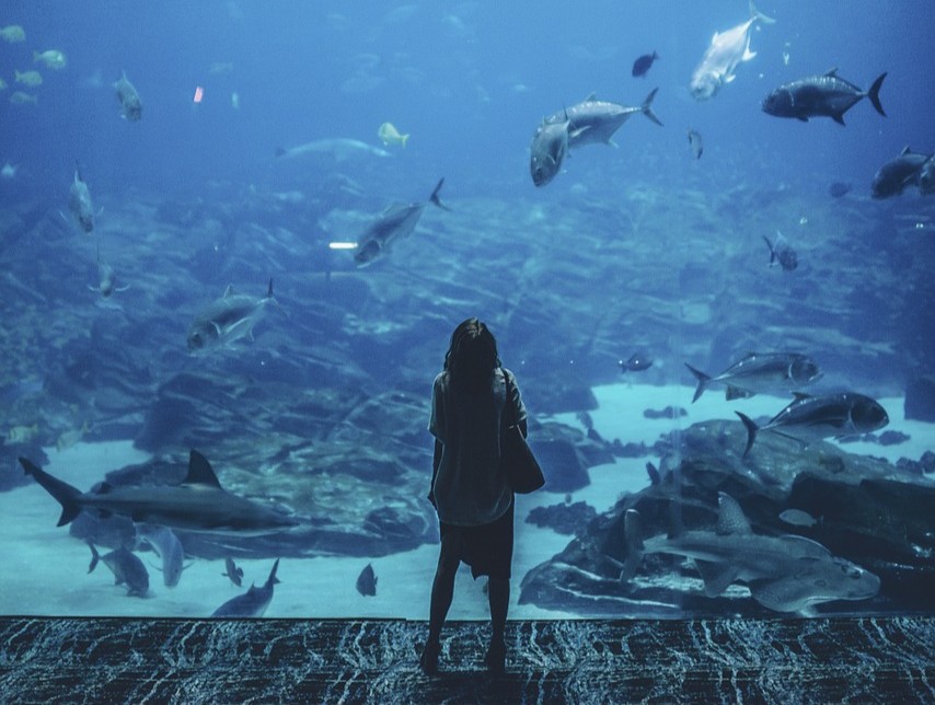 Aquarium