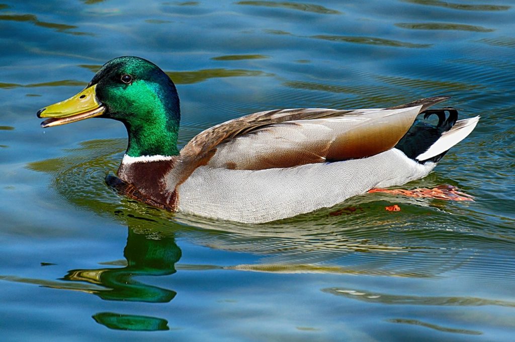 Canard colvert